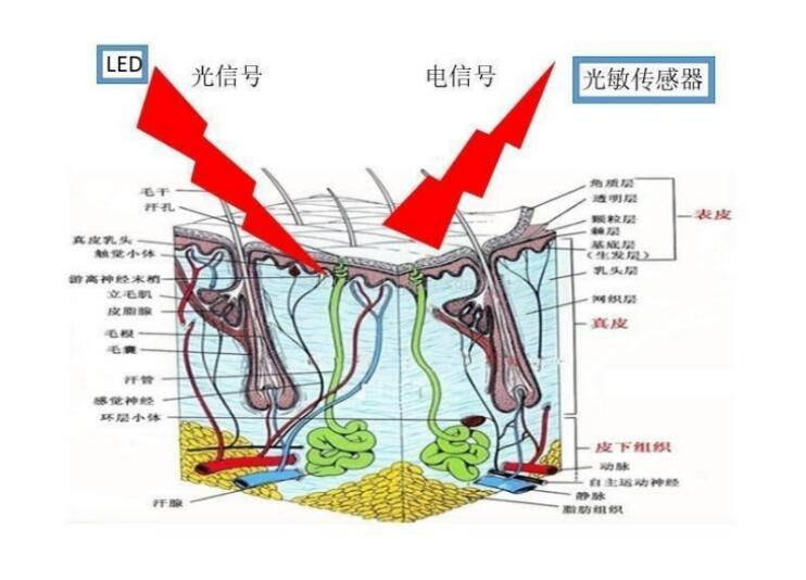 浅析穿戴心率光发射芯片在穿戴设备中的应用