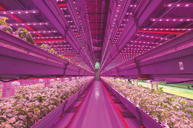 AS7343为植物照明提供了快速.jpg