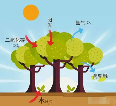 光电传感器_光合有效辐射对植物生长有哪些影响