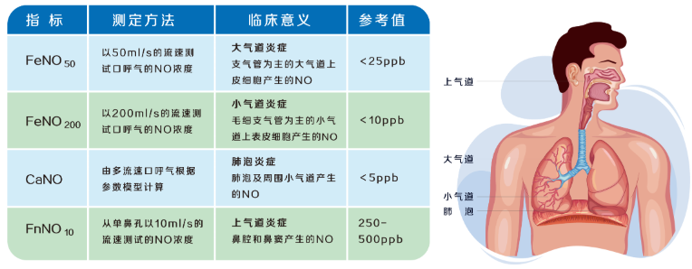 一氧化氮（FeNO）呼气检测在哮喘诊断和管理的应用